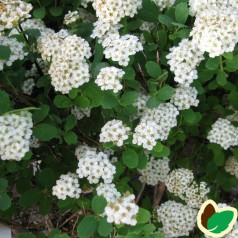Birkebladet Spiræa Tor 20-40 cm. - 10 stk. barrodsplanter - Spiraea betulifolia Tor