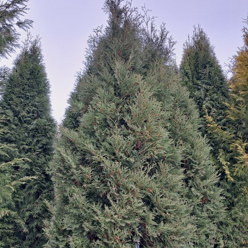 Thuja Brabant 175-200 cm. m. klump - Thuja occidentalis Brabant