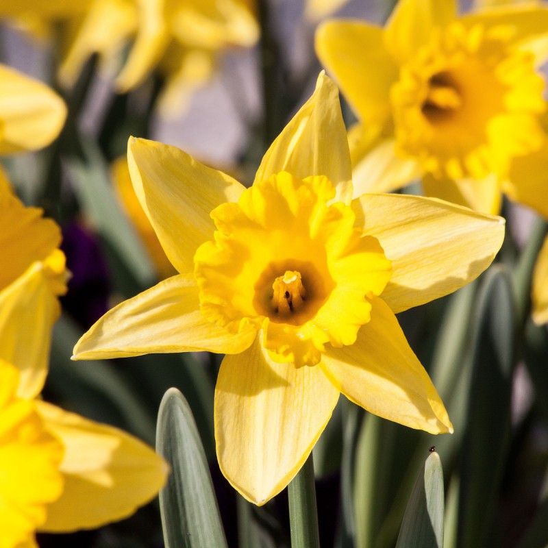 Mini Påskelilje Sabrosa - 50 løg - Narcissus Sabrosa