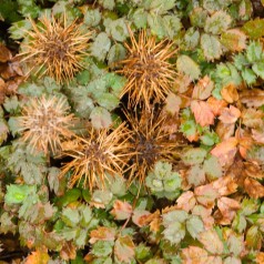 Tornnød Kupferteppich - Bakke med 28 plugs. - Acaena microphylla Kupferteppich