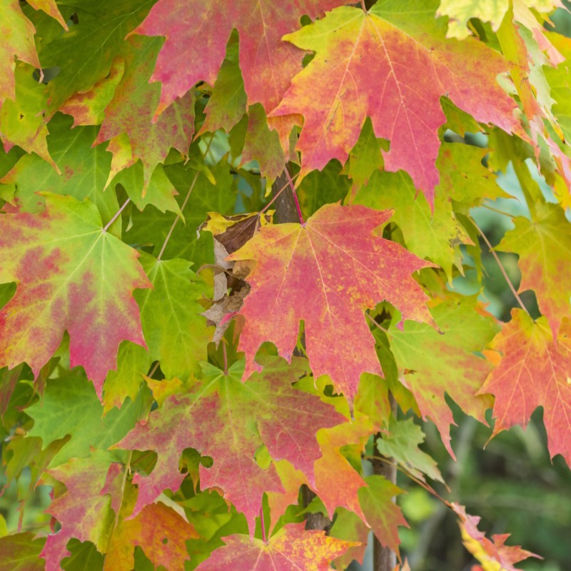 Løn Freemans Armstrong 60-80 cm. - Bundt med 25 stk. barrodsplanter - Acer freemanii Armstrong
