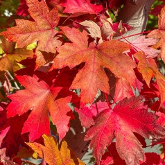 Løn Freeman Autumn Blaze 100-125 cm. - Bundt med 10 stk. barrodsplanter - Acer freemanii Autumn Blaze (Jeffersred)