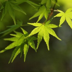 Japansk Løn 80-120 cm. - Bundt med 25 stk. barrodsplanter - Acer palmatum