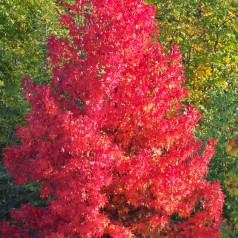 Søjleformet Løn Scanlon 100-125 cm. - Bundt med 10 stk. barrodsplanter - Acer rubrum Scanlon