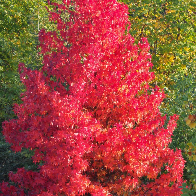 Søjleformet Løn Scanlon 100-125 cm. - Bundt med 10 stk. barrodsplanter - Acer rubrum Scanlon