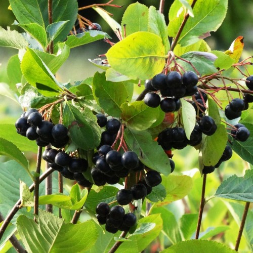 Storfrugtet Surbær Hugin - Aronia prunifolia Hugin