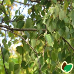 Birk grundstammer - Betula pendula