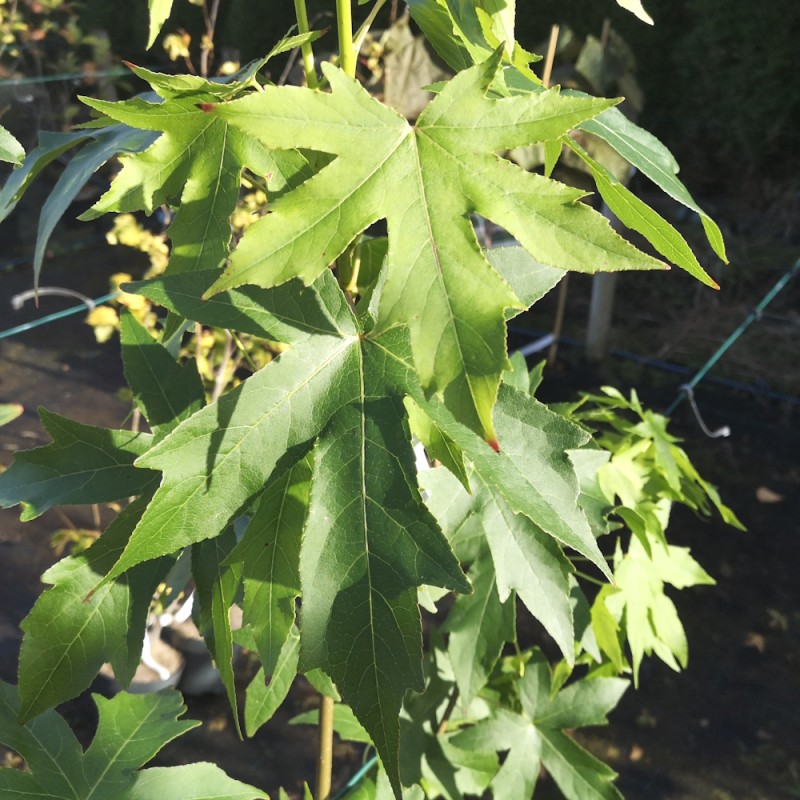 Ambratræ 80-120 cm. - Bundt med 25 stk. barrodsplanter - Liquidambar styraciflua