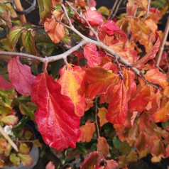 Papegøjebusk 60-80 cm. - Bundt Med 25 Stk. Barrodsplanter - Parrotia persica