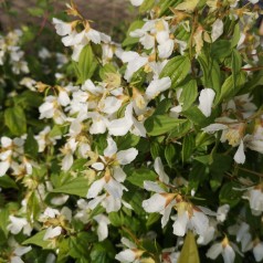 Uægte Jasmin lemoinei 60-100 cm. - Bundt Med 25 Stk. Barrodsplanter - Philadelphus lemoinei