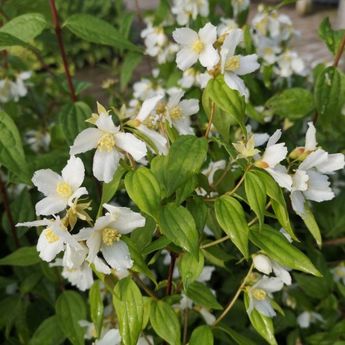 Uægte Jasmin lemoinei 60-100 cm. - Bundt Med 25 Stk. Barrodsplanter - Philadelphus lemoinei