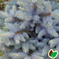 Blågran 15-30 cm. - Bundt med 10 stk. barrodsplanter - Picea pungens Glauca