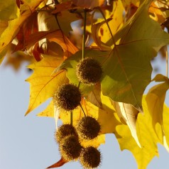 Platan 125-150 cm. - Bundt Med 10 Stk. Barrodsplanter - Platanus acerifolia (hispanica)