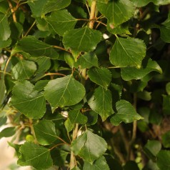 Pyramidepoppel 125-150 cm. - Bundt med 10 stk. barrodsplanter - Populus nigra Italica