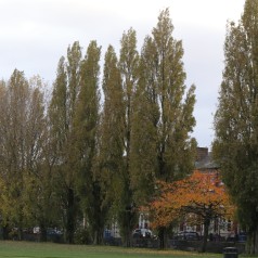 Pyramidepoppel 125-150 cm. - Bundt med 10 stk. barrodsplanter - Populus nigra Italica