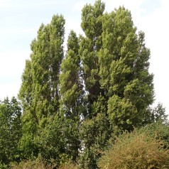 Pyramidepoppel 125-150 cm....