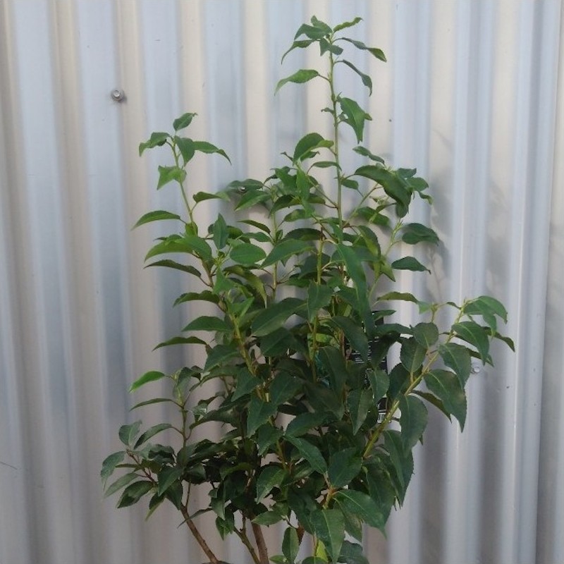 Portugisisk Laurbærkirsebær Angustifolia 40-60 cm. - Bundt Med 10 Stk. Barrods hækplanter - Prunus lusitanica Angustifolia