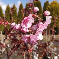 Rødbladet Japansk Kirsebær 100-125 cm. - Bundt med 10 stk. barrodsplanter - Prunus serrulata Royal Burgundy