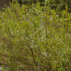 Skørpil 100-125 cm. - Bundt med 10 stk. barrodsplanter - Salix fragilis