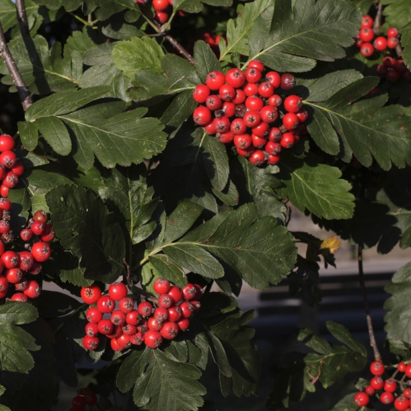 Seljerøn - Bornholmsk Røn 60-80 cm. - Bundt med 25 stk. barrodsplanter - Sorbus intermedia