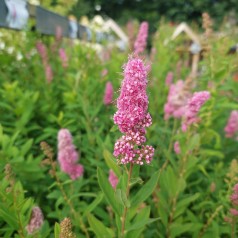 Rævehalespiræa 40-60 cm. - Bundt med 25 stk. barrodsplanter - Spiraea billiardii