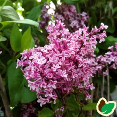 Syringa meyeri Josee - Dværgsyren