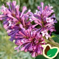 Syringa prestoniae Redwine - Canadisk Syren