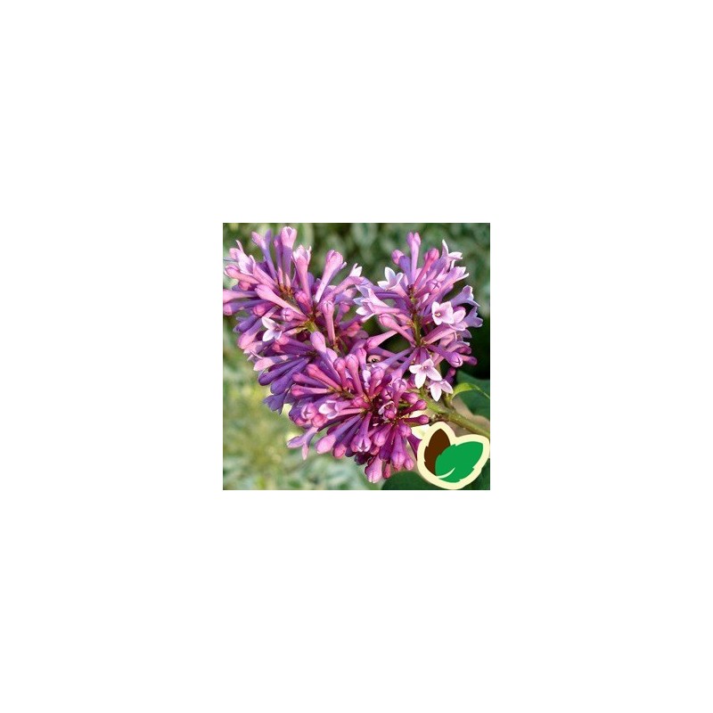 Syringa prestoniae Redwine - Canadisk Syren