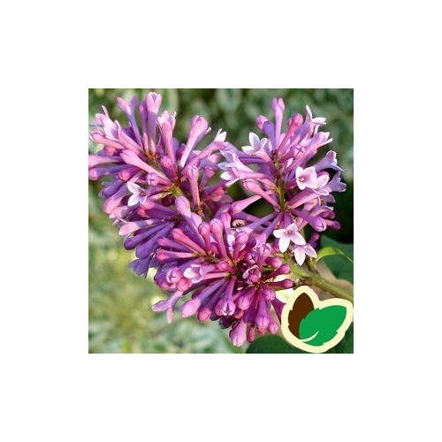 Syringa prestoniae Redwine - Canadisk Syren