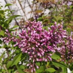 Kinesisk Syren 20-30 cm. - Bundt med 25 stk. barrodsplanter - Syringa chinensis Saugeana