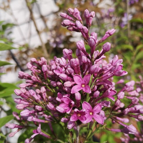 Kinesisk Syren 20-30 cm. - Bundt med 25 stk. barrodsplanter - Syringa chinensis Saugeana