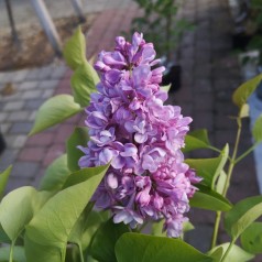 Storblomstret Syren Belle de Nancy 40-80 cm. - Bundt med 25 stk. barrodsplanter -  Syringa vulgaris Belle de Nancy
