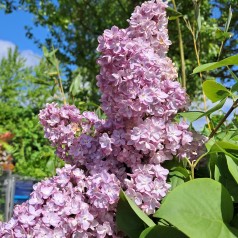 Storblomstret Syren Belle de Nancy 40-80 cm. - Bundt med 25 stk. barrodsplanter -  Syringa vulgaris Belle de Nancy