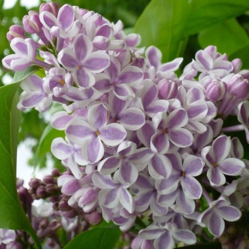 Syringa vulgaris Lila Wonder - Storblomstret Syren