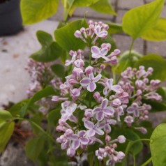 Syringa vulgaris Lila Wonder - Storblomstret Syren