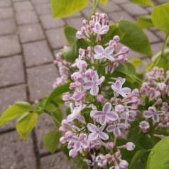Syringa vulgaris Lila Wonder - Storblomstret Syren