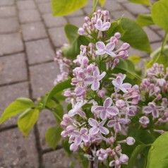 Syringa vulgaris Lila Wonder - Storblomstret Syren