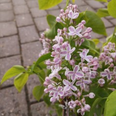 Syringa vulgaris Lila Wonder - Storblomstret Syren