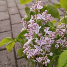 Syringa vulgaris Lila Wonder - Storblomstret Syren
