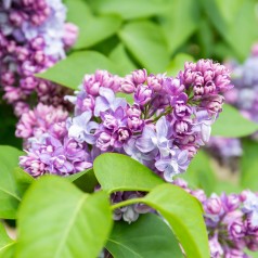 Storblomstret Syren Nadezhda 40-60 cm. - Bundt Med 25 Stk. Barrodsplanter - Syringa vulgaris Nadezhda