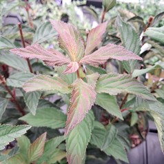 Dværg Kejserbusk December Dwarf 25-30 cm. - Bundt med 25 stk. barrodsplanter - Viburnum farreri December Dwarf