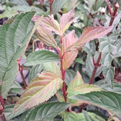 Dværg Kejserbusk December Dwarf 25-30 cm. - Bundt med 25 stk. barrodsplanter - Viburnum farreri December Dwarf
