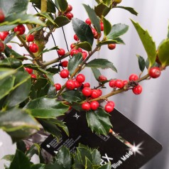 Kristtorn Blue Maid 25-40 cm. - Bundt med 25 stk. barrodsplanter - Ilex meserveae Blue Maid