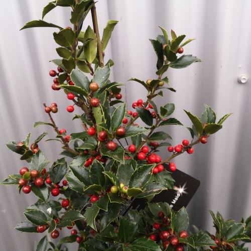 Kristtorn Blue Maid 25-40 cm. - Bundt med 25 stk. barrodsplanter - Ilex meserveae Blue Maid