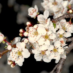 Mirabel 100-125 cm. - Bundt med 10 stk. barrodsplanter - Prunus cerasifera