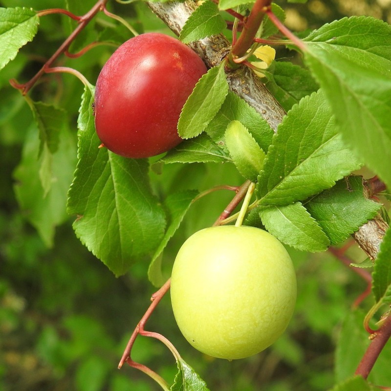 Mirabel 100-125 cm. - Bundt med 10 stk. barrodsplanter - Prunus cerasifera