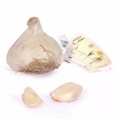 Hvidløg Primor - 1 løg - Allium sativum Primor