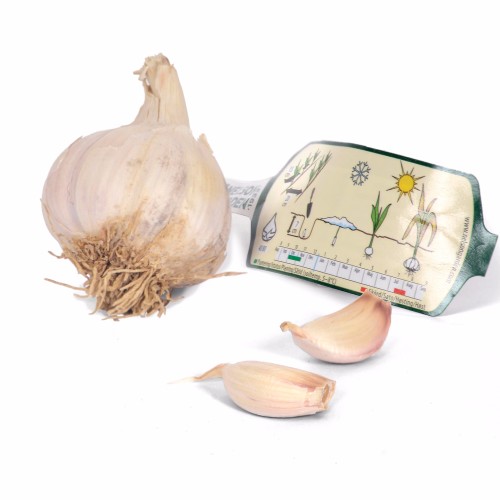 Hvidløg Lautrec - 1 løg - Allium sativum Lautrec