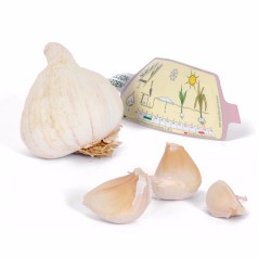 Hvidløg Precosem - 1 løg - Allium sativum Precosem