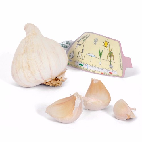 Hvidløg Precosem - 1 løg - Allium sativum Precosem